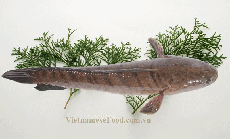 www.vietnamesefood.com.vn/fried-snakehead-fish-recipe-ca-qua-chien-xu