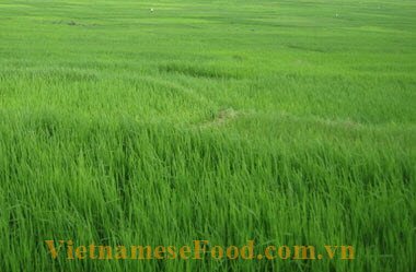 Green Stick Rice (Cốm)
