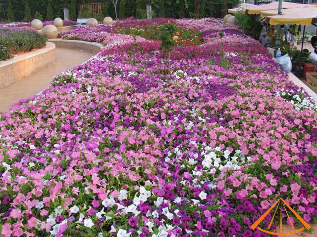 vietnamesefood.com.vn/dalat-city-city-of-flower